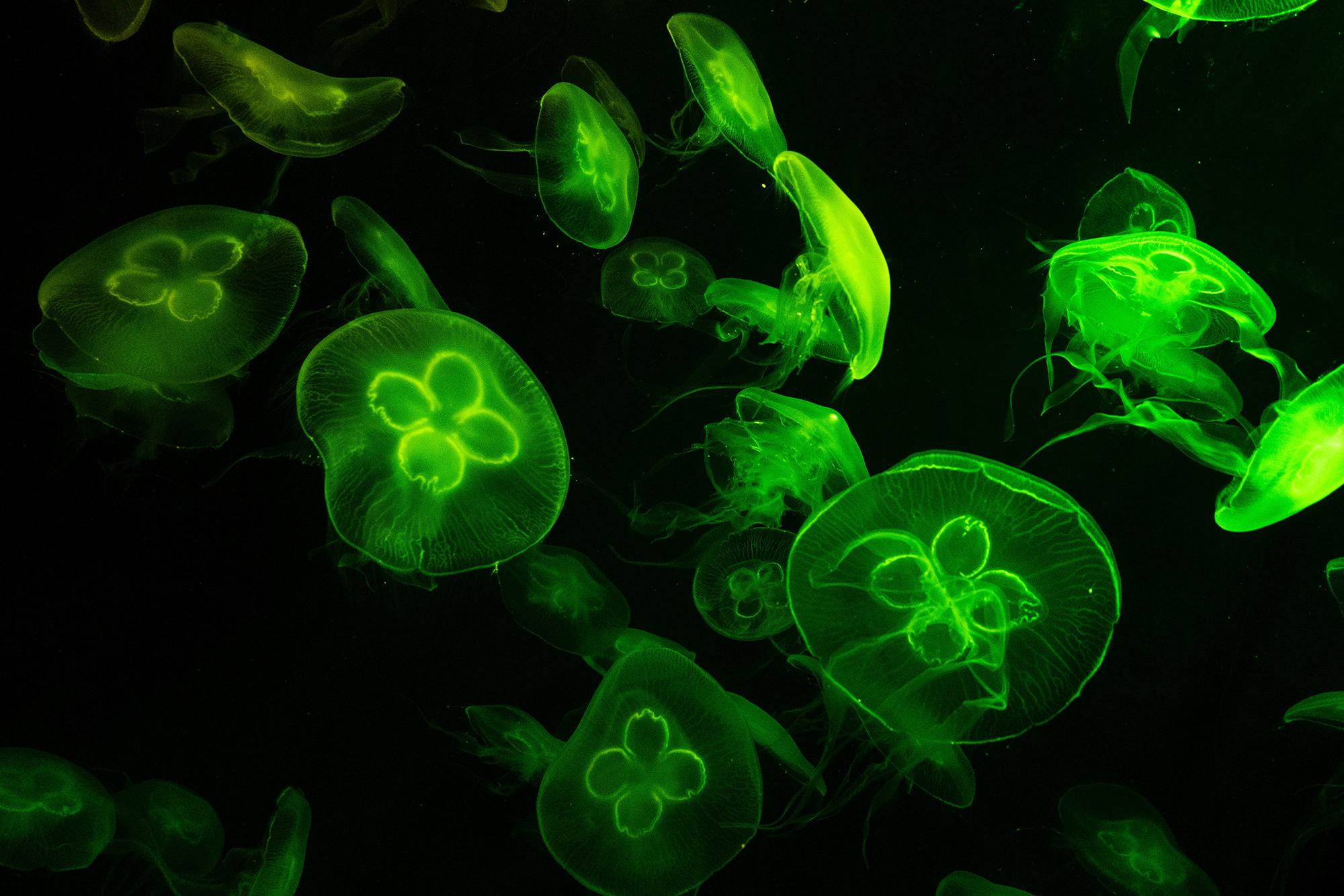 A photograph of a group of green jellyfishes