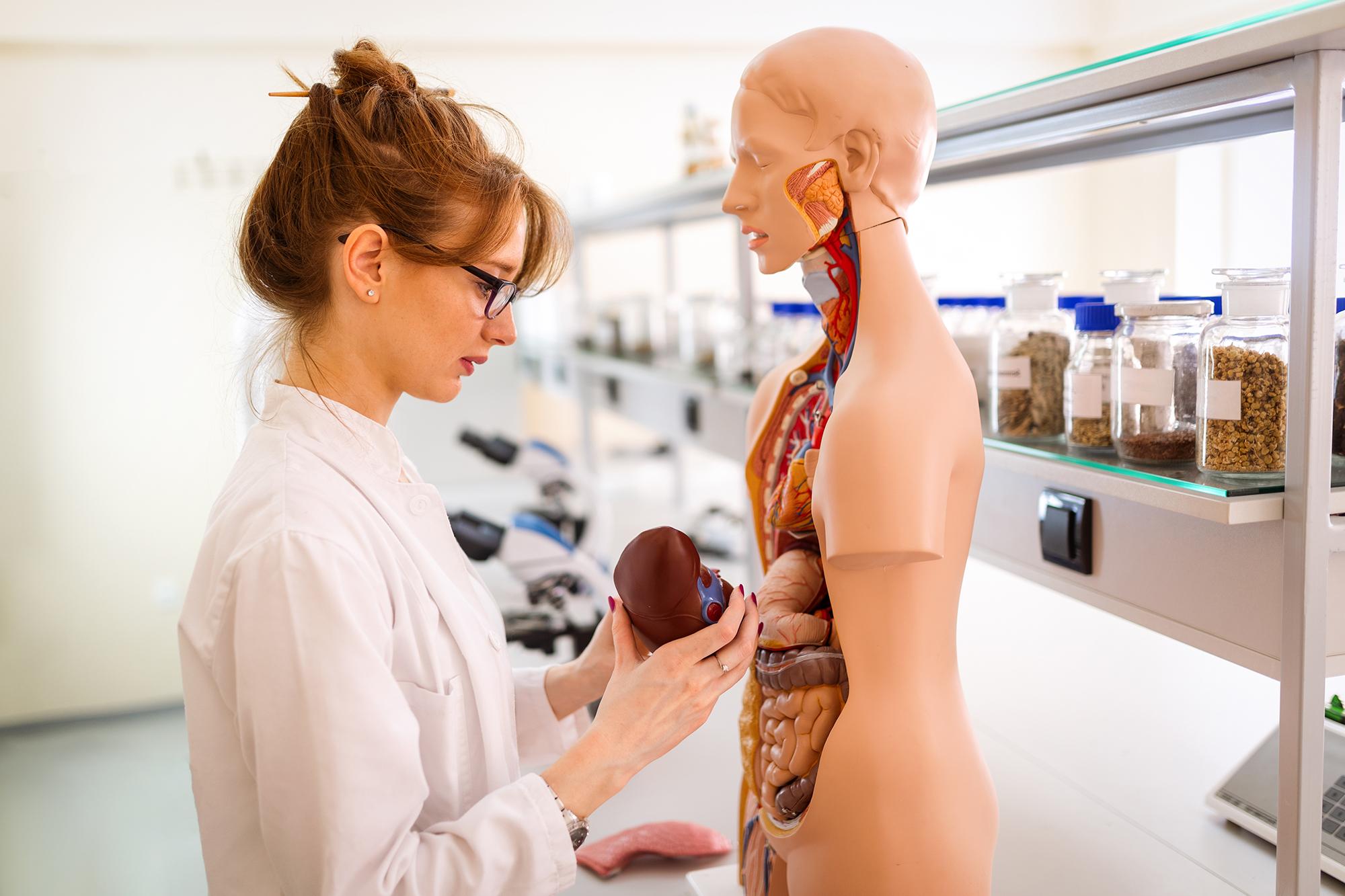 A medical student examining an anatomical model