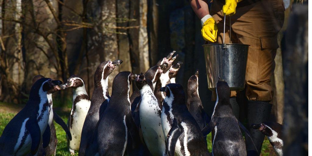 A zookeeper feeding penguins some fish from a bucket